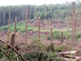 2022-05-20 - Tornado beim Sturmtief Emmelinde Solling - Steinlade bis Gehren (55)